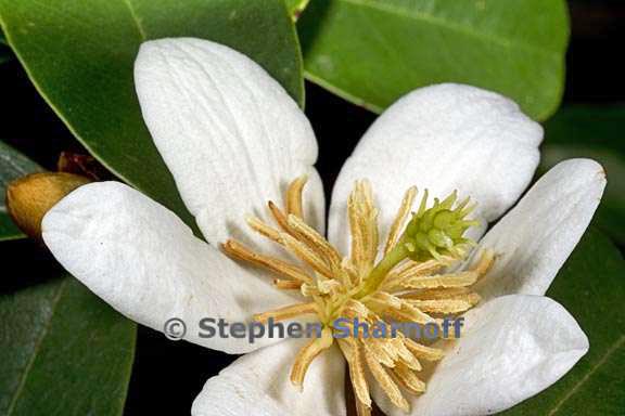 magnolia laevifolia 5 graphic